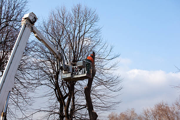 How Our Tree Care Process Works  in  Princeton, IL